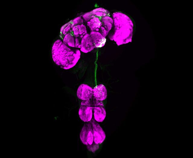 Descending neurons. Credit: Li Guo