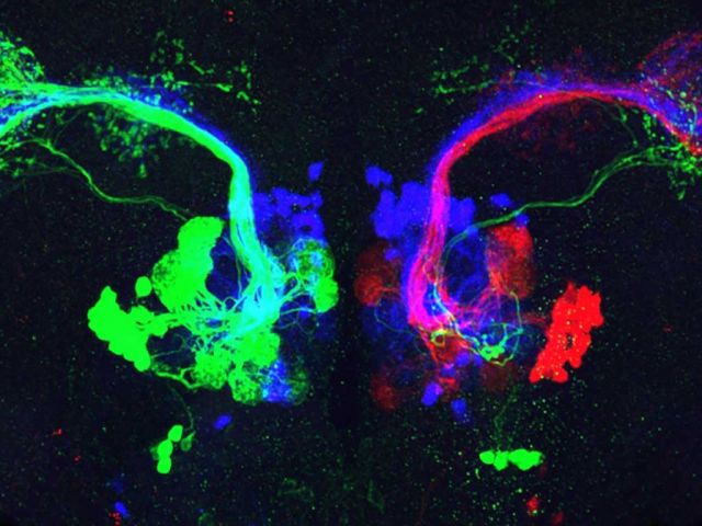 Brainbow. Credit: Steffi Hampel
