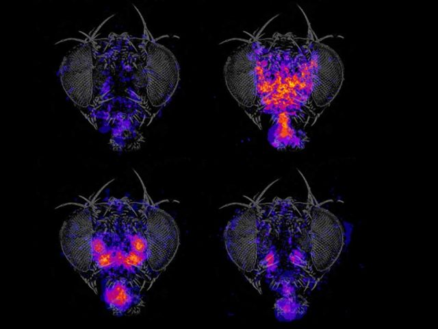 Warhol Fly. Credit: Andrew Seeds