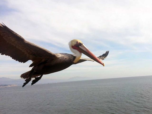 Pelican in flight. Credit: Primoz Ravbar